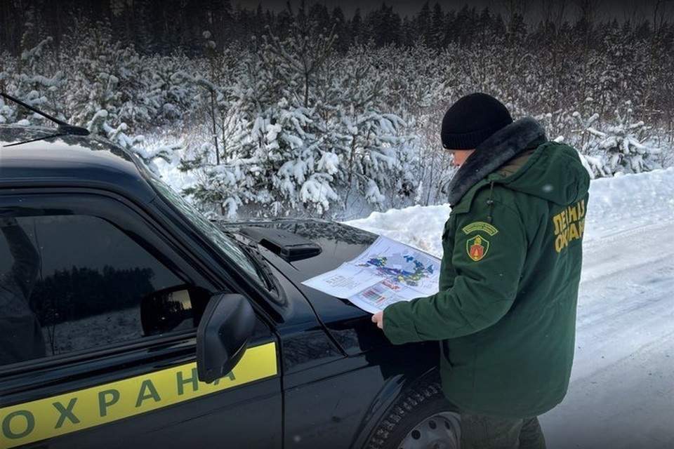    В восстановлении лесов Республики помогает вся Россия. Фото: Рослесхоз