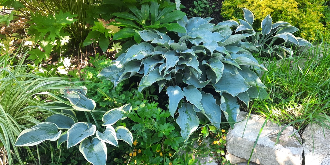 Хосты и К* - хорошая компания