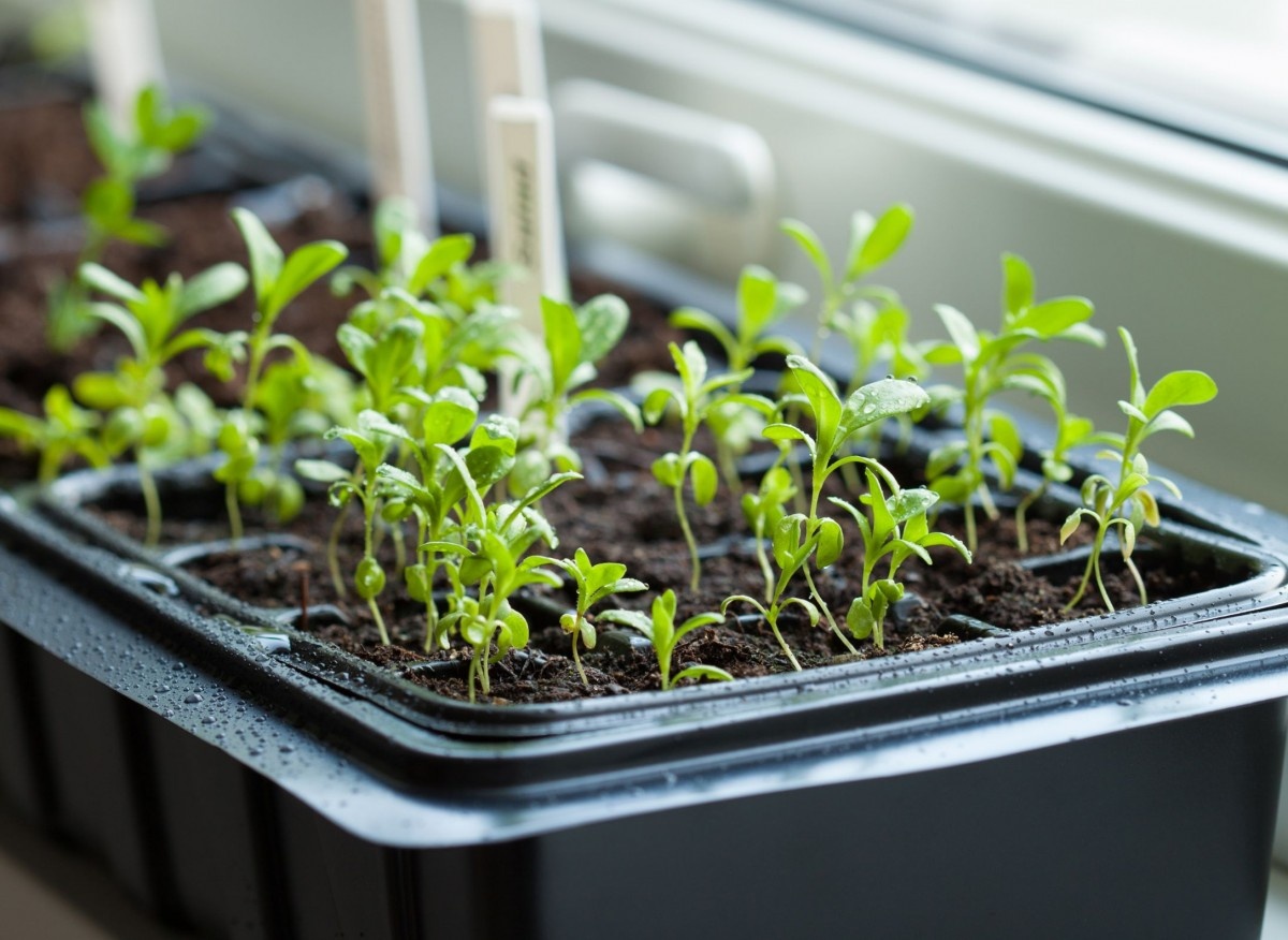 Необходимое условие для того, чтобы все семена прорастали как сумасшедшие.