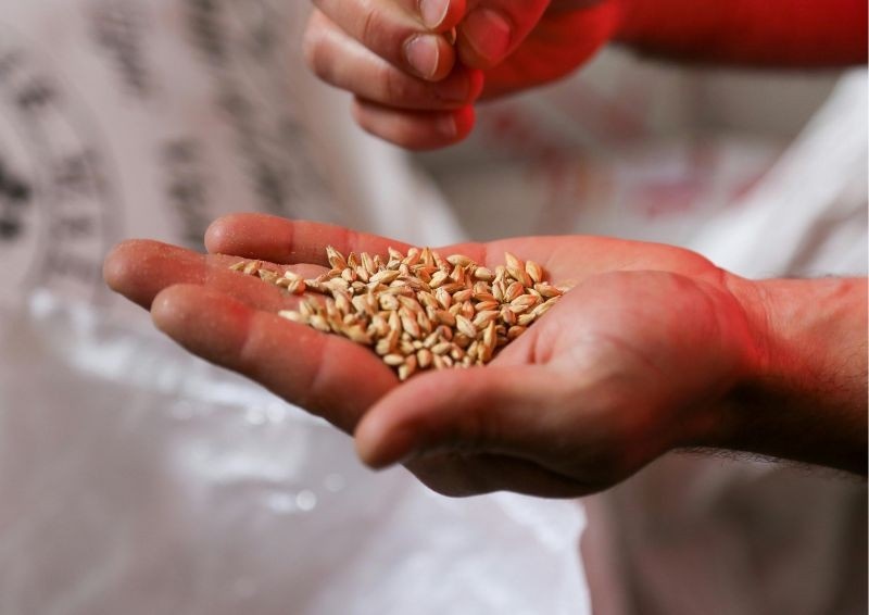 Семена после стратификации лучше приживаются, нужно только подобрать его вид к конкретному виду растения