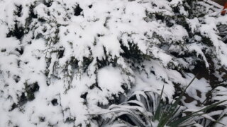    Элина Болдырева Юлия Виноградова