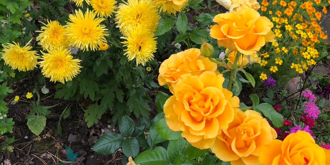 🌿 Почему растения рядом — это важнее удобрений