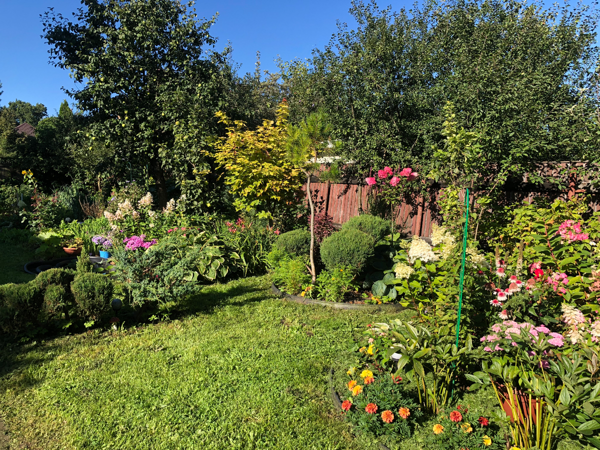 Клумбы смешанной посадки, 2025