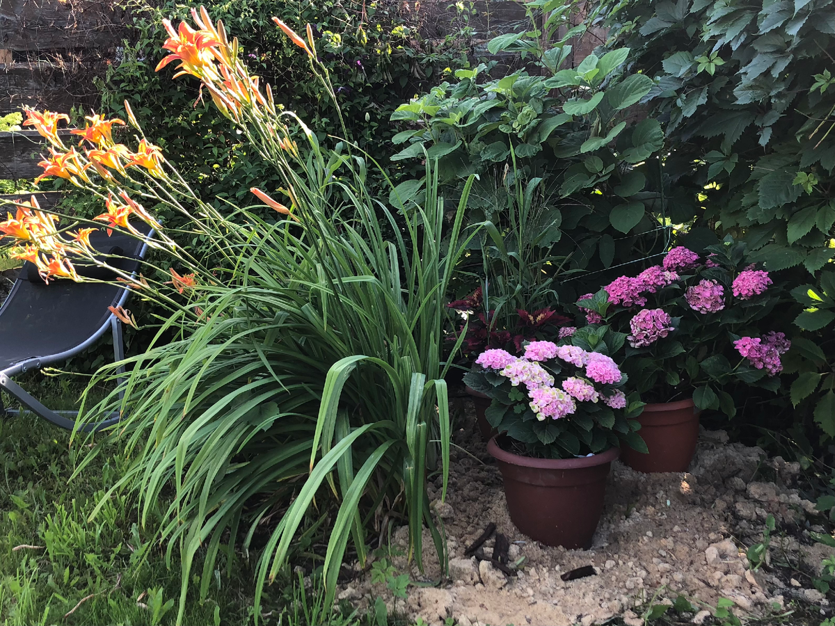 Смешанная клумба, 2024