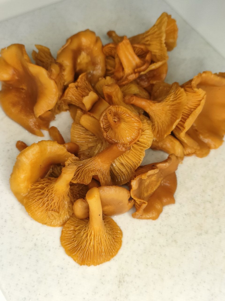 Лисички переберите, вымойте, крупные нарежьте на кусочки.