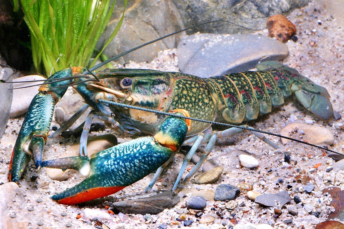 Фото с сайта: https://dzen.ru/a/Y9WDJsvkU03UuGHb