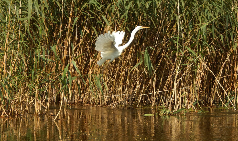 Рис 1. Взлёт белой цапли в протоке возле озера Жактό, Псковская область.
Август 2025 года. Фото автора.
