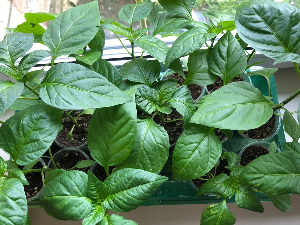 Середина мая 2025