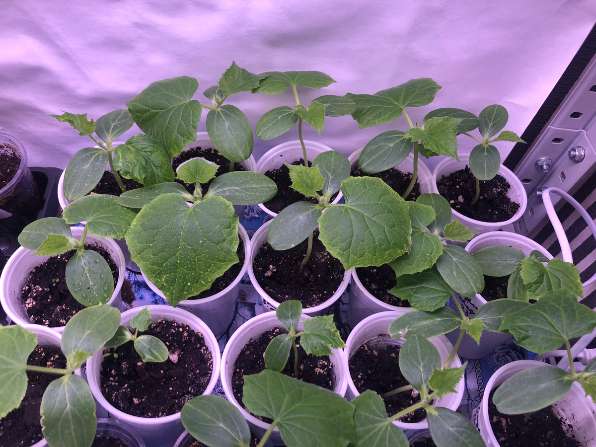 Рассада в середине мая 2025 еще стоит в доме под лампами, май был холодный