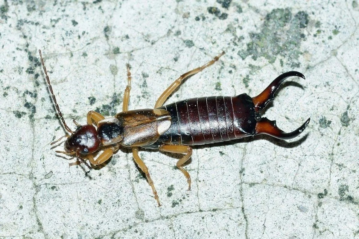 Фото с сайта: https://what.dengue.gov.bd/what-are-earwigs-a-sign-of-spiritually.html