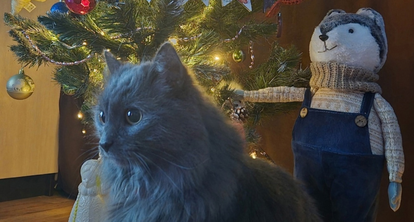    Фото: progorod43.ru