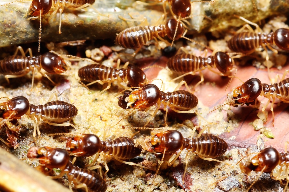 Фото с сайта: https://proactivepestga.com/pest-control-blog/believe-it-or-not-cool-crazy-facts-about-termites/