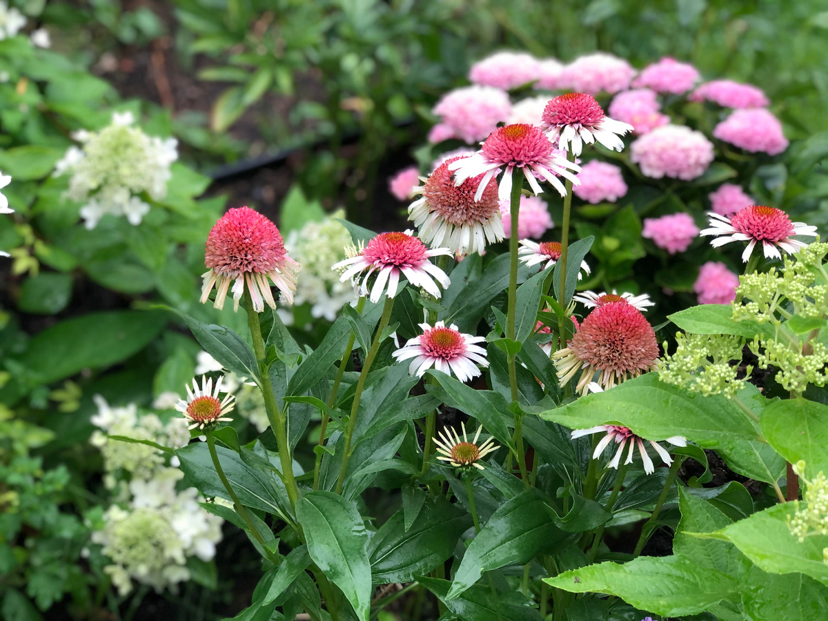 Эхинацея на смешанной клумбе в моем саду, особого ухода не требует, 2025