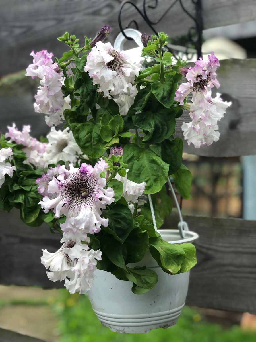 Петуния крупноцветковая в кашпо в моем саду, выращивала из семян, 2025