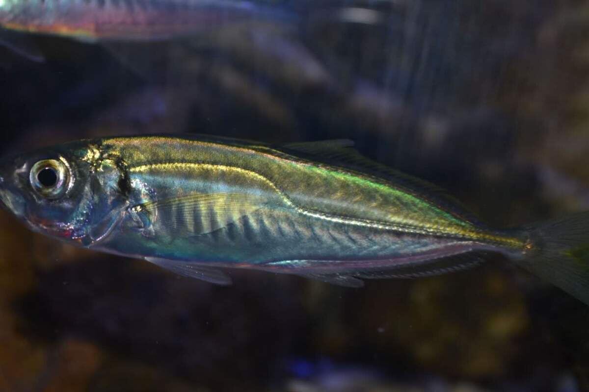 Фото с сайта: https://animalreader.ru/stavridyi-ryibki-kotoryie-vazhnyi-dlya-promyisla.html