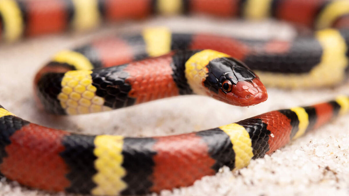     Фото: Radiant Reptilia/Shutterstock/FOTODOM Королевские змеи используют как поведенческую осторожность, так и внутренние ферменты и белки для нейтрализации ядовитой добычи