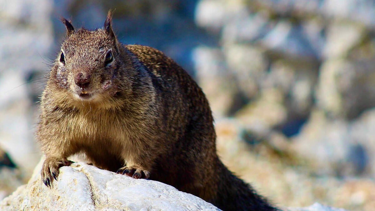     Фото: Hayle Flowers/Shutterstock/FOTODOM Кровь этих зверьков содержит специальные белки, нейтрализующие яд гремучих змей
