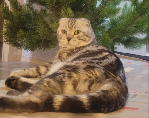 Почему кошки смотрят в пустой угол или пустоту