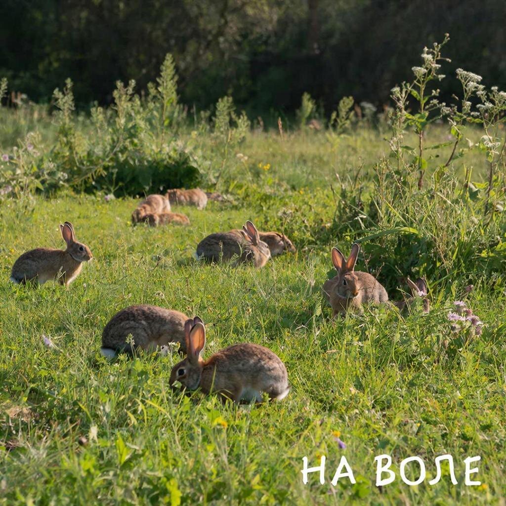Кролики. Содержание "на воле".