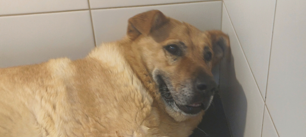 Дама с характером 