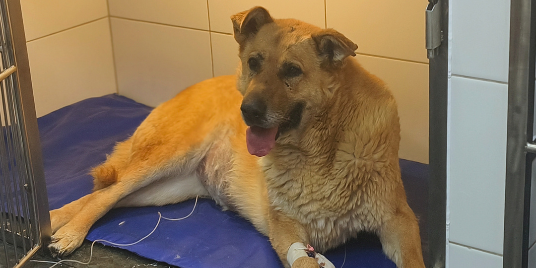 Собака Муха, сбитая на трассе и спасённая монахиней Вассой делает маленькие шаги к выздоровлению