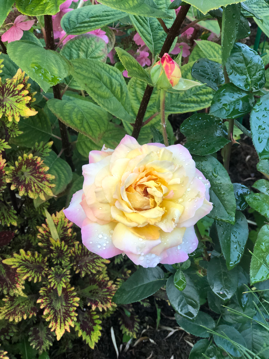 Розы с колеусами в моем саду, 2025