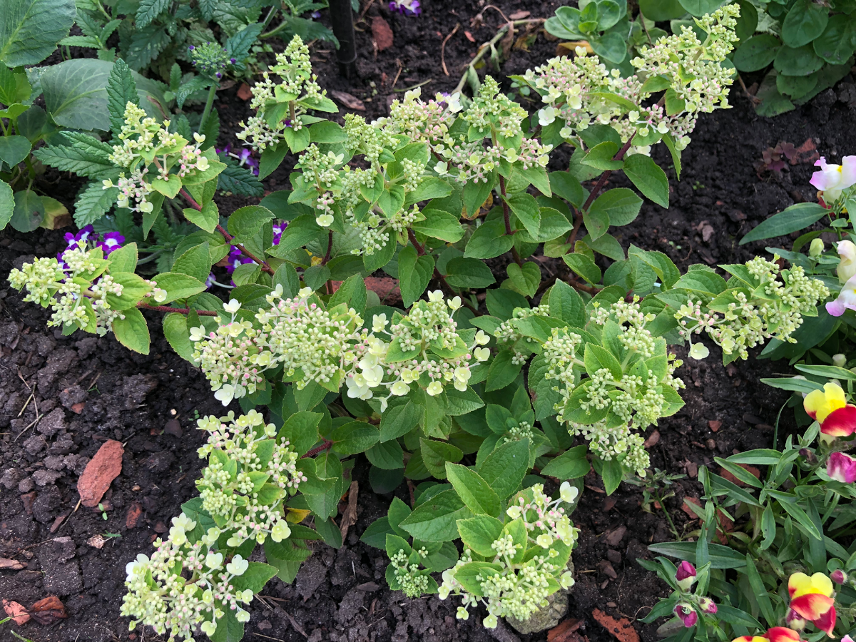 Гортензия Литтл Рози в моем саду, июль 2025