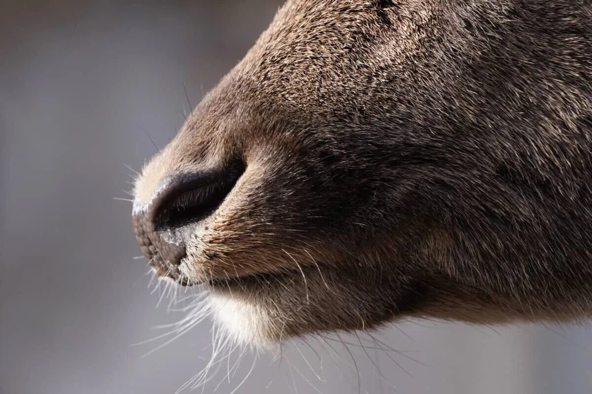 Фото с сайта: https://telegra.ph/Deer-hunting-human-pee-03-11