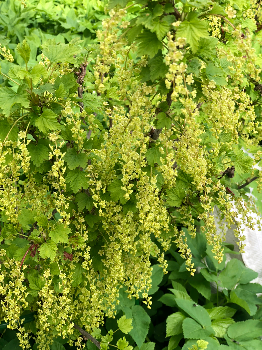 Куст красной смородины цветет в моем саду, май 2025