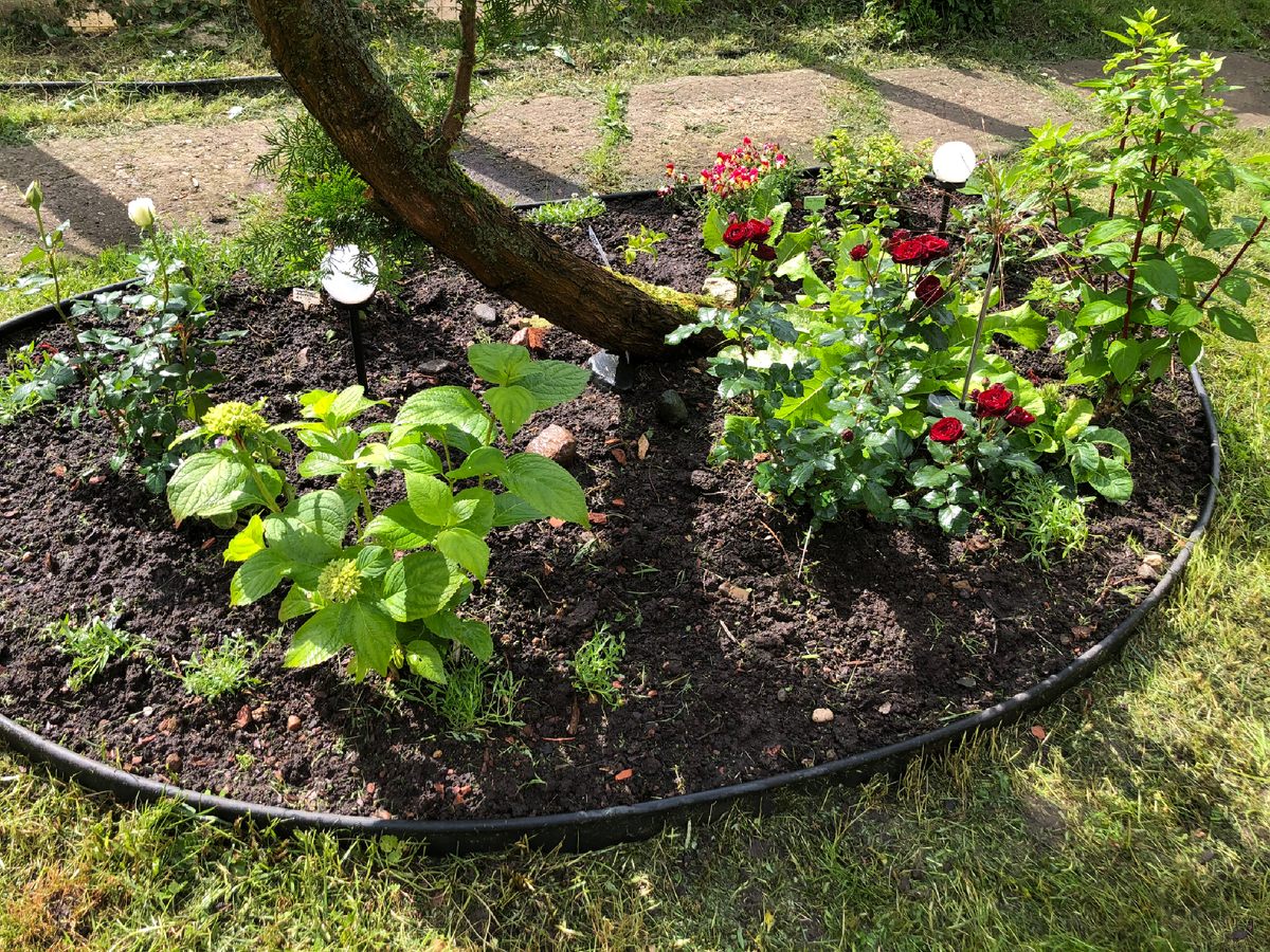 Красота, когда все прополешь и скосишь траву! Начало июля, 2025