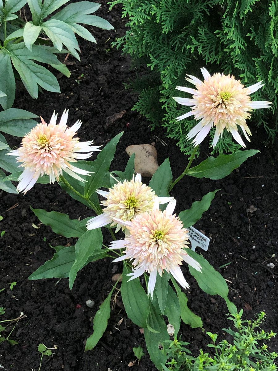 Эхинацея Лемон Дрим, начало августа 2025