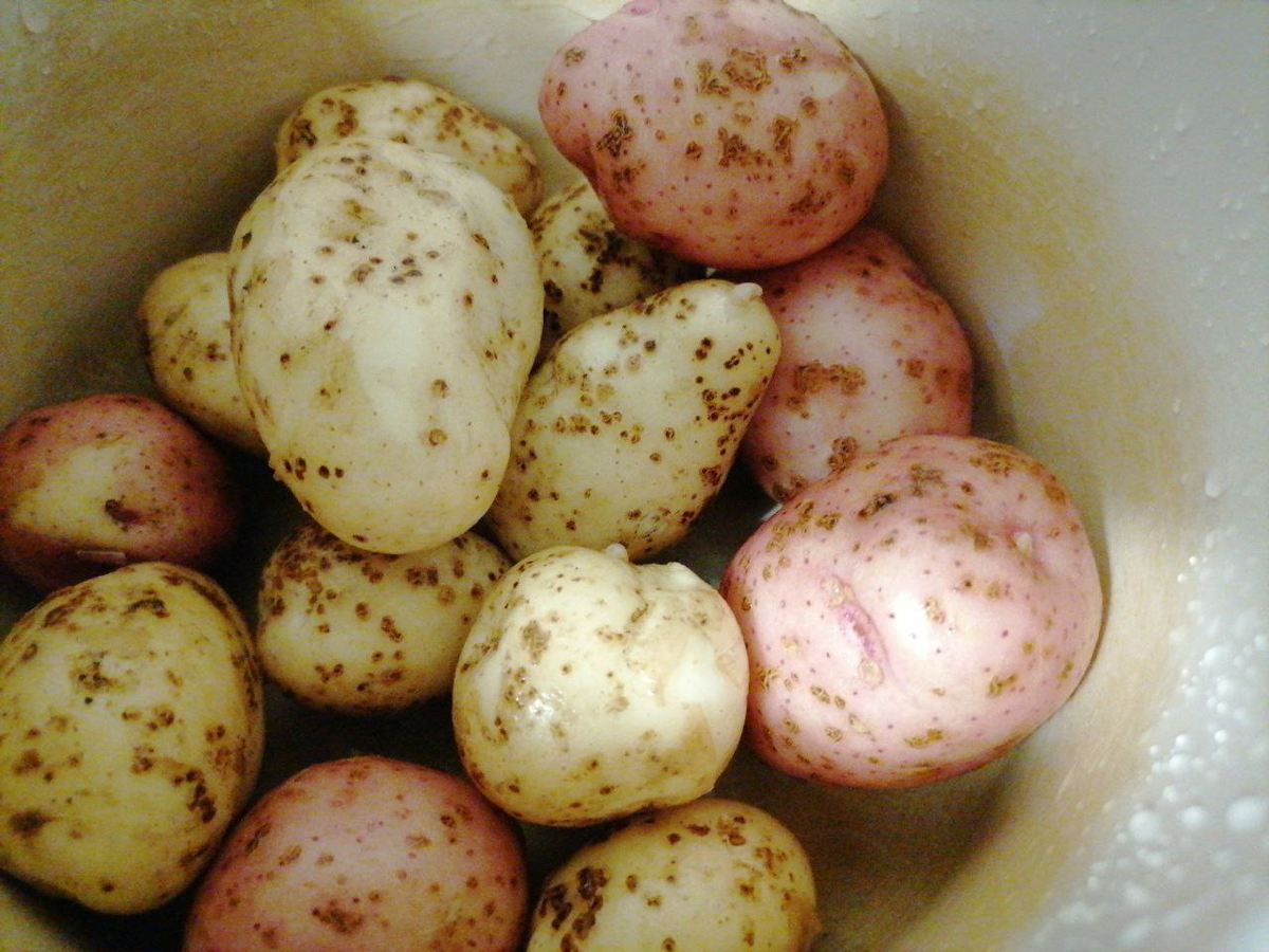 Картофель Гулливер желтый, Жуковский - розовый, фото автора 