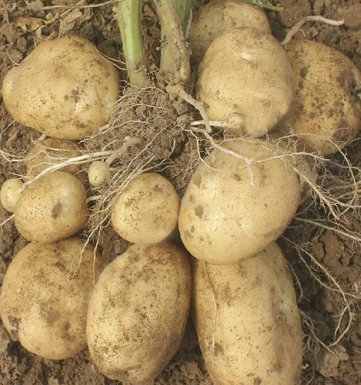 Картофель нового поколения - сорта, устойчивые к фитофторе, урожайные. Один у меня уже есть