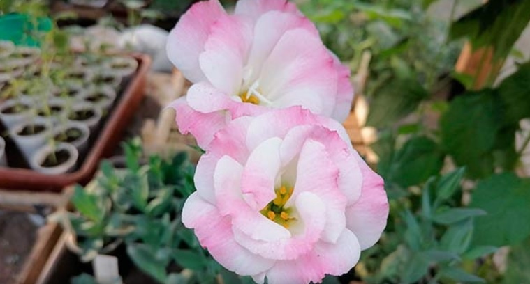 Посев Эустомы. Выращивание эустомы из семян.