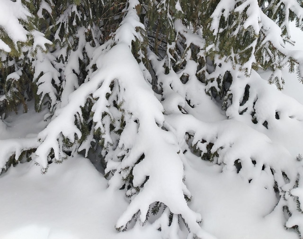 Полюбуйтесь на эту снежную прелесть❄️🌲