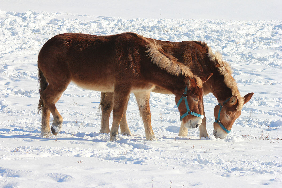 Фото с сайта: https://commons.wikimedia.org/wiki/File:Mules_leisurely_enjoying_the_sun_and_the_snow.jpg