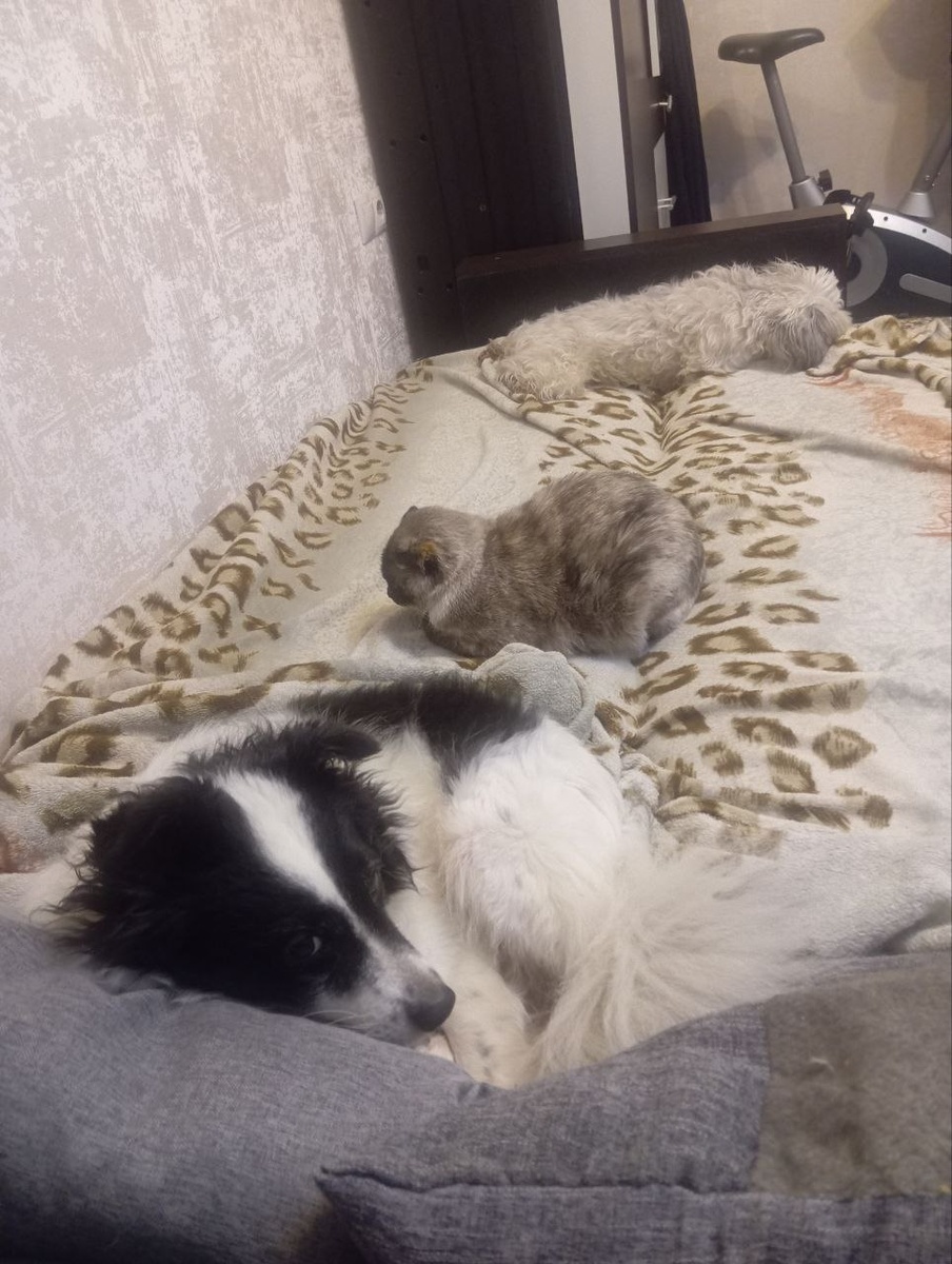 Мики и мои собаки - Алик с Арчиком