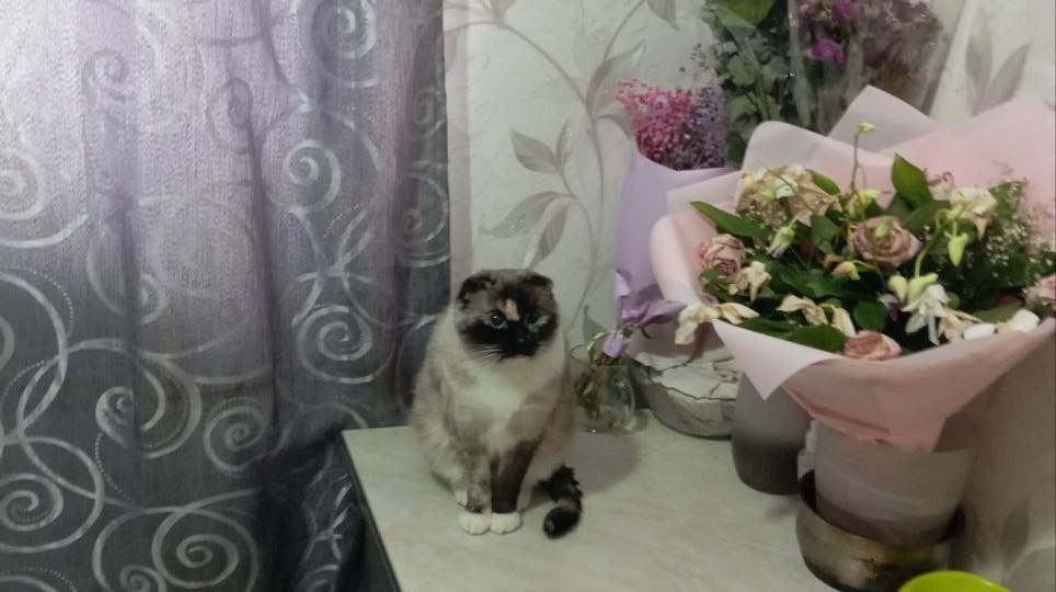 Мики. Шестой хвост. Ч. 6