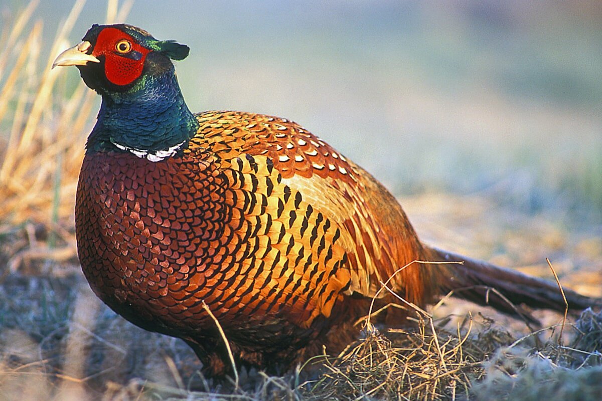 Фото с сайта: https://millionfacts.kz/zhanwarlar/qazandyq-tuqymdastar-twraly-18-qyzyqty-maelimetter/