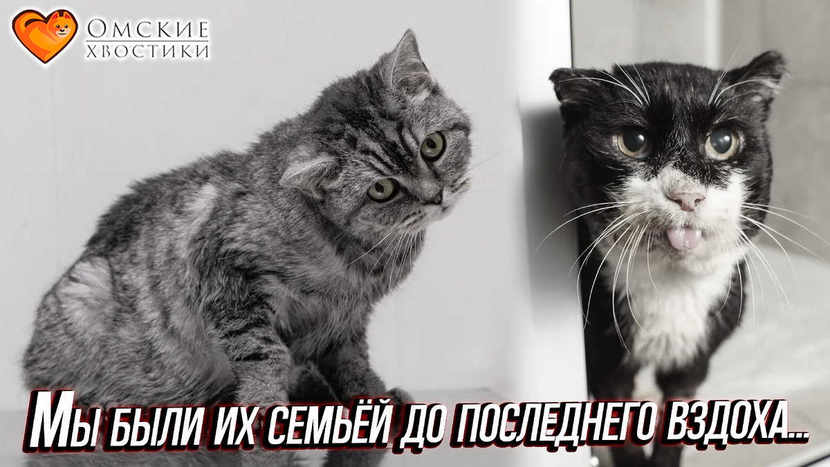 Их объединяло одно — предательство бывших хозяев и обретённая в наших стенах, благодаря вам, настоящая СЕМЬЯ...