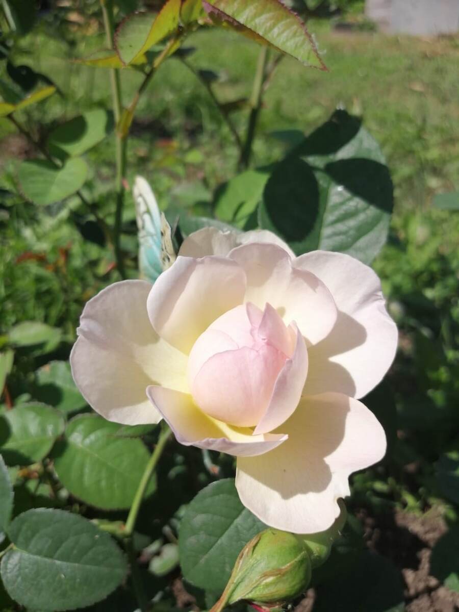 Сколько энергозатрат стоит вырастить розу? Многааааа...