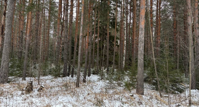    Фото: архив редакции "Pro Город"