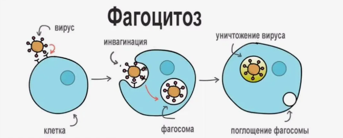 из свободных источников