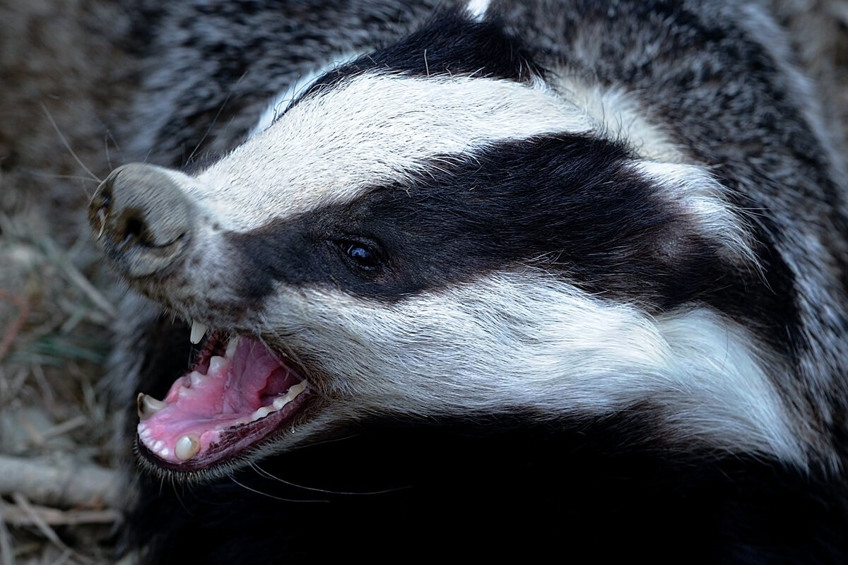 Фото с сайта: https://tischenko-photo.ru/best/barsuk-foto-kartinki