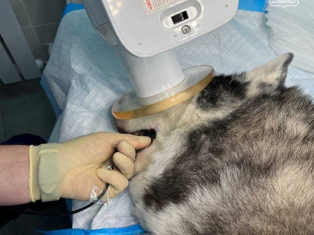     Фото: t.me/belregion_ru