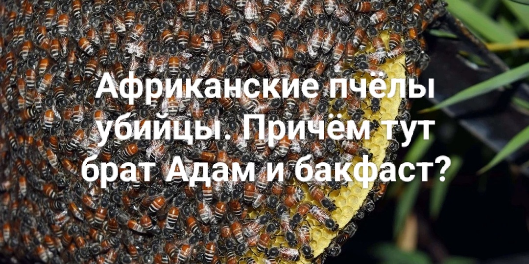 Пчёлы "убийцы". Интересные факты. Причём тут брат Адам и бакфаст???