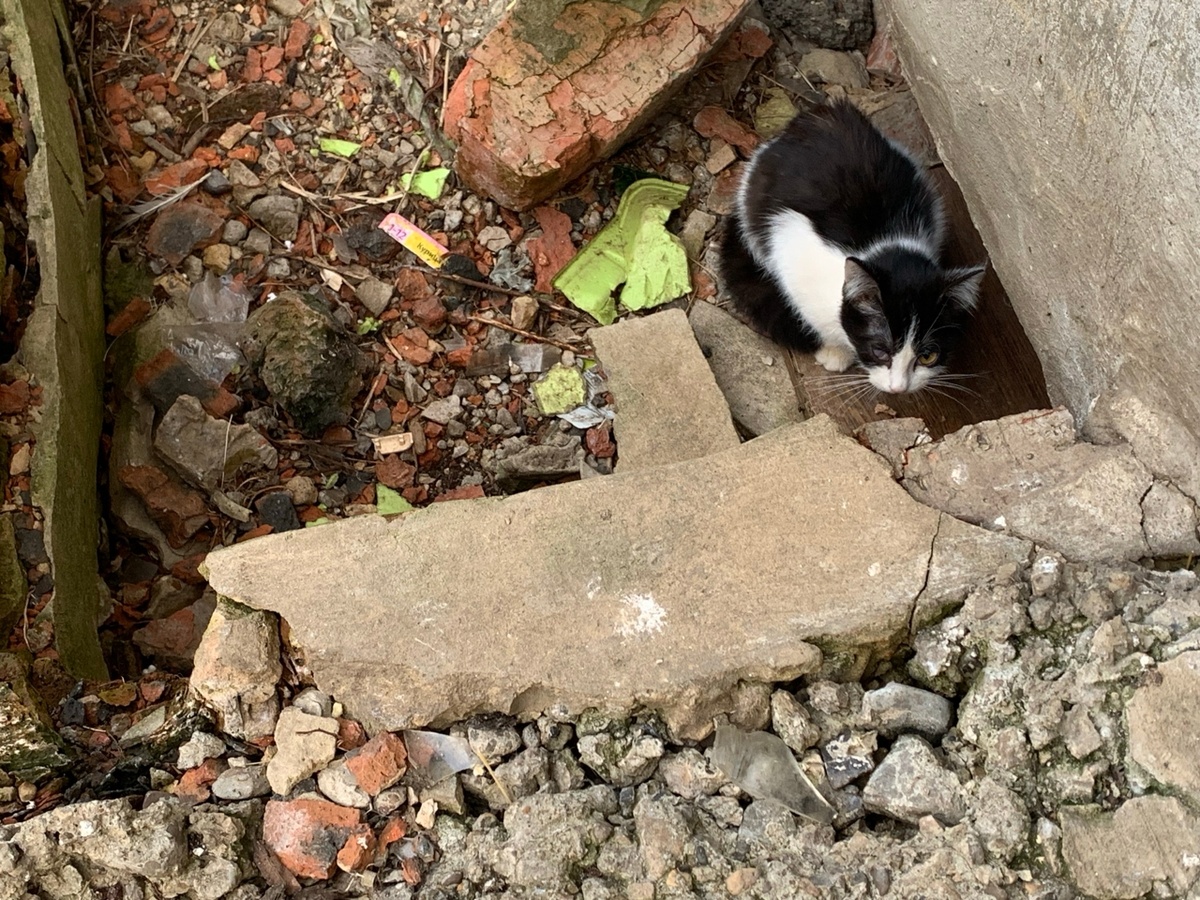 Котёнок умело прятался, а мы переживали за его здоровье. 