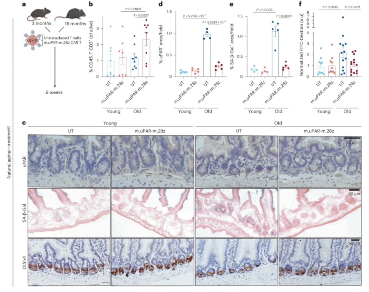    Терапевтическое лечение с помощью CAR T-клеток, нацеленных на uPAR, устраняет возрастные дефекты целостности эпителия кишечника.