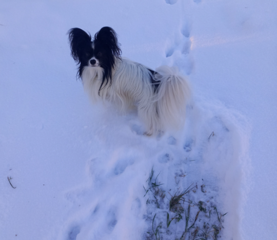 Делаем дорожки на участке