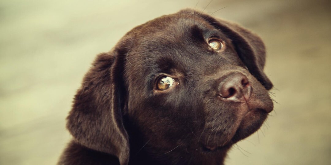 Он не виноват